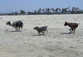 Beach chase