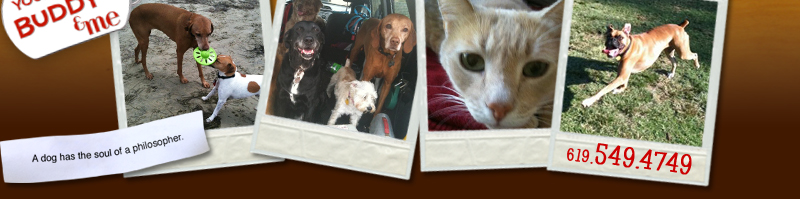 Dog walking services